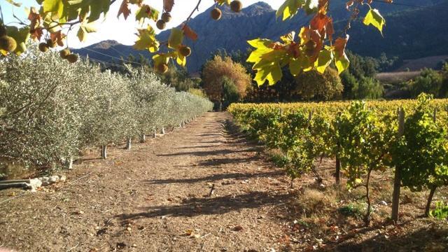 Olive And Vine Farm Cottage Franschhoek Zewnętrze zdjęcie